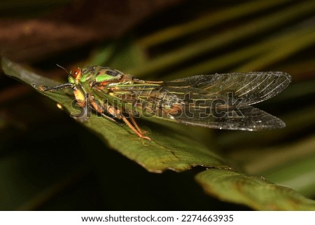 Cicada large bug insect wings, eyes,close-up macro,also called Scissor Grinder,Silver-bellied Cicada,Green Annual Cicada, Dog Day Cicada,Harvestfly  Greenback Dryfly,thailand.