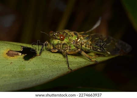 Cicada large bug insect wings, eyes,close-up macro,also called Scissor Grinder,Silver-bellied Cicada,Green Annual Cicada, Dog Day Cicada,Harvestfly  Greenback Dryfly,thailand.