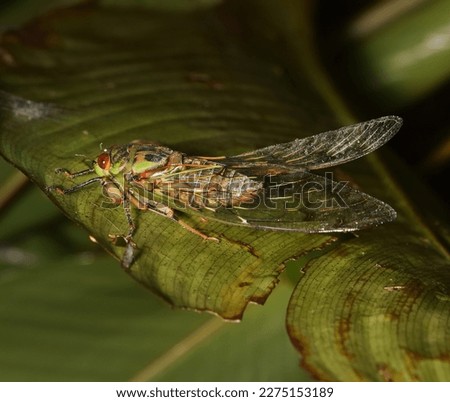 Cicada large bug insect wings, eyes,close-up macro,also called Scissor Grinder,Silver-bellied Cicada,Green Annual Cicada, Dog Day Cicada,Harvestfly Greenback Dryfly,thailand.