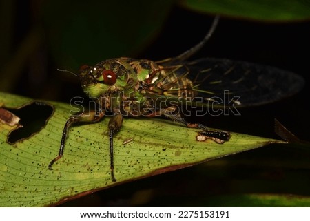 Cicada large bug insect wings, eyes,close-up macro,also called Scissor Grinder,Silver-bellied Cicada,Green Annual Cicada, Dog Day Cicada,Harvestfly Greenback Dryfly,thailand.