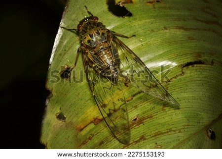 Cicada large bug insect wings, eyes,close-up macro,also called Scissor Grinder,Silver-bellied Cicada,Green Annual Cicada, Dog Day Cicada,Harvestfly Greenback Dryfly,thailand.