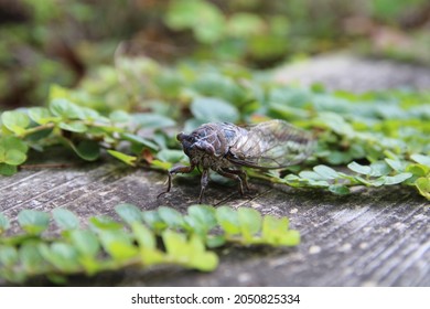 The Cicada Is A Large Flying Insect