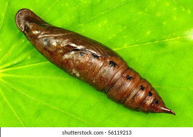 Cicada Larva