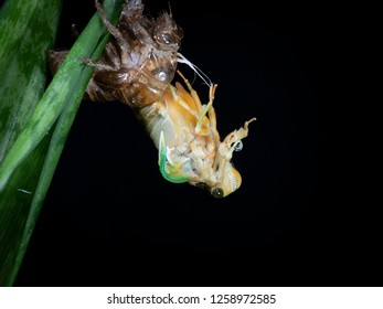 cicada nymph