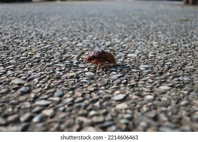 A Cicada Larva Walking On The Ground