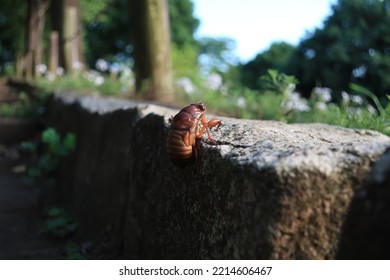 A Cicada Larva Walking On The Ground