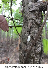 595 Cicada egg Images, Stock Photos & Vectors | Shutterstock