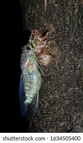 Cicada Leaving Her Old Skin After A Long Stay Underground