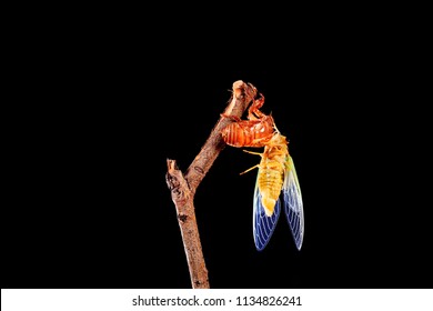 A cicada metamorphoses on a branch, A cicada is molting on a branch,black background