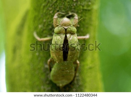 Similar – Close-up of a yellow caterpillar