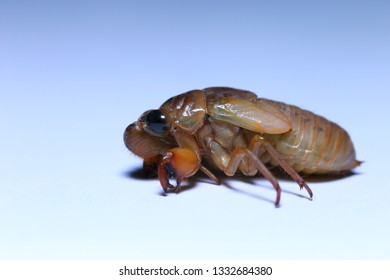 Cicada Molting Process Insect Molting Process Stock Photo 1332684380 ...