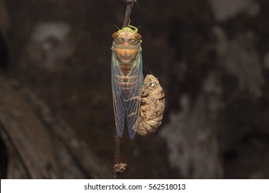 Cicada Moulting