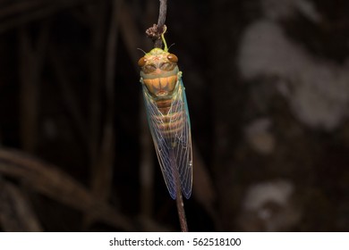 Cicada Moulting