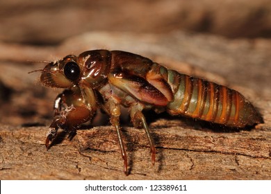 cicada nymph