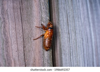 Cicada Nymph Climbing Up A Fence Post