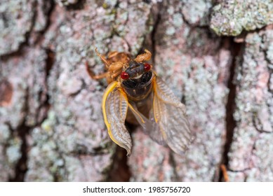 Cicada Nymph Emerging From Shell