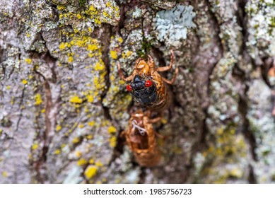 Cicada Nymph Emerging From Shell