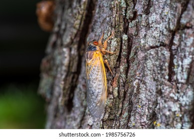 Cicada Nymph Emerging From Shell