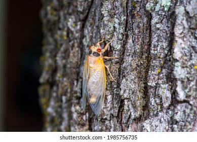 Cicada Nymph Emerging From Shell