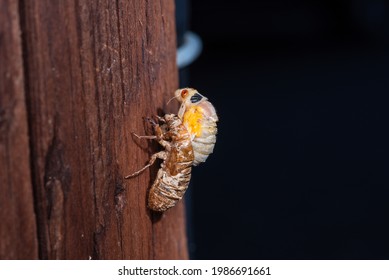 Cicada Nymph Emerging From Shell