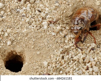 Cicada Nymph And Hole