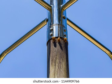 Cicada Nymph Shells On Post