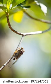 A Cicada On A Branch