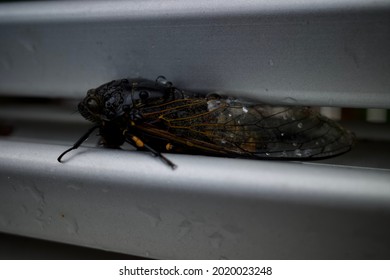 A Cicada On The Ground