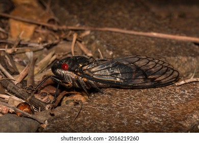 Cicada On The Ground At Night