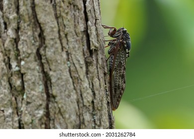 Cicada Is On The Tree