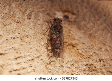 Cicada On A Tree On A Island In Greece