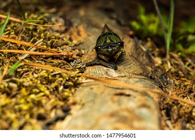 a cicada on a tree root