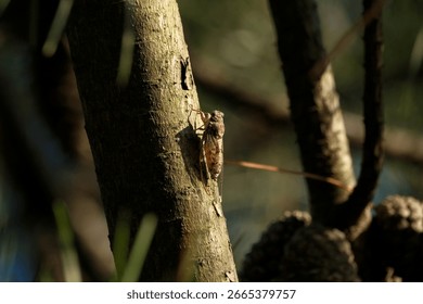 Cicada perched on a pine tree in the forest. Macro photography.