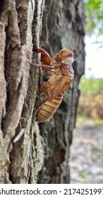 Cicada ,Pompania Sp.Order : Homoptera. Family : Cicadidae,species :  Platylomia.