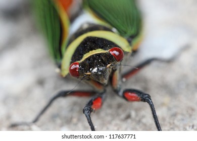 Cicada Red Eye