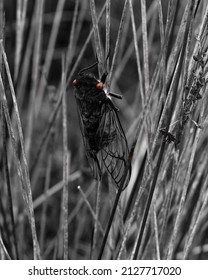 Cicada With Red Eye In Nature 