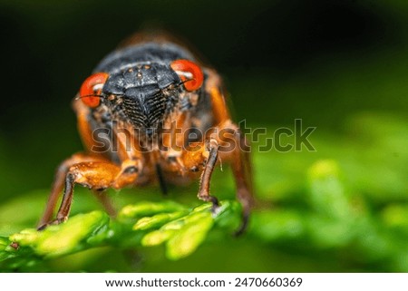 Cicada, resting on a leaf, close up