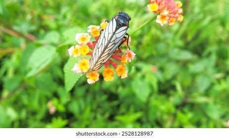 cicada resting on top of lantana flower, selected focus blurred green background. male cicadas make loud noisy sound during summer. - Powered by Shutterstock