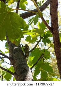 a cicada resting on a tree and making noise on a warm summer day