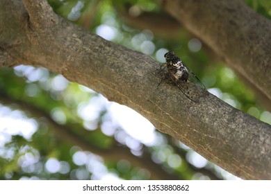 a cicada resting in a tree