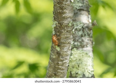 Cicada Shell on Tree Trunk with Fresh Green Leaves in Summer