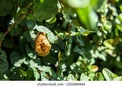 Coquillages de Cicada attachés aux plantes vertes.