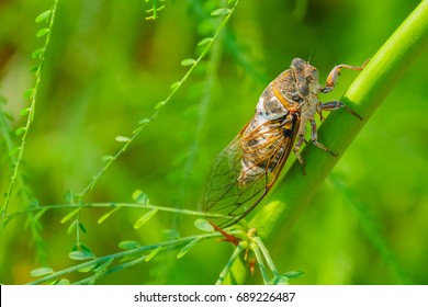 Cicada sits on a branch on a green blurred background. Cicada Bug. Cicada insect. Cicada stick on tree close up.