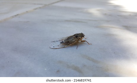 
A Cicada Is Sitting On The Ground