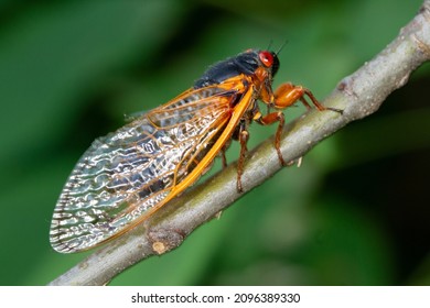 Cicada Swarm In Upstate New York