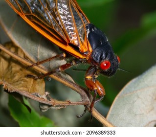 Cicada Swarm In Upstate New York