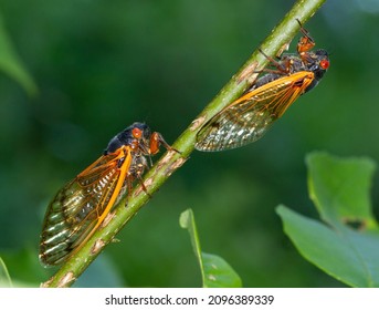 Cicada Swarm In Upstate New York