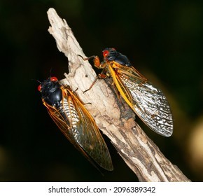 Cicada Swarm In Upstate New York