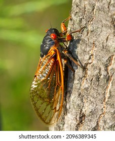 Cicada Swarm In Upstate New York