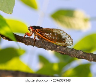 Cicada Swarm In Upstate New York